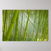 Zonnelichtfiltering door bamboe poster (Voorkant)