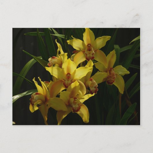 Zonnelichtgele orchideeën Floral Briefkaart (Voorkant)