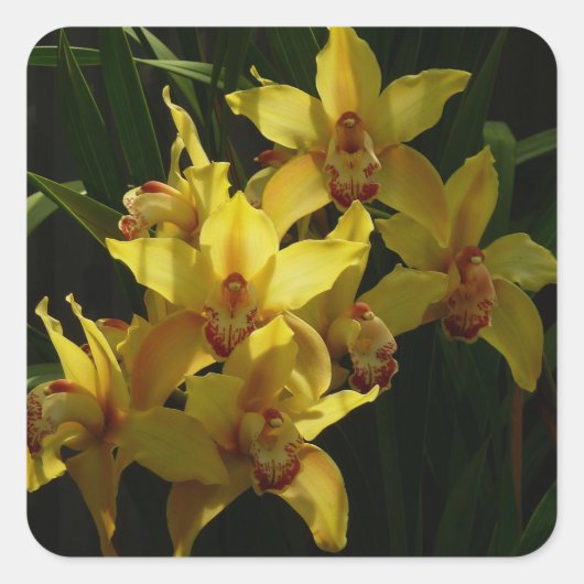 Zonnelichtgele orchideeën Floral Vierkante Sticker (Voorkant)