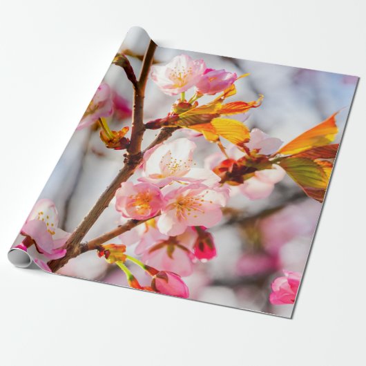 Zonnelichtroze Sakura Flowers. Cherry Blossom Cadeaupapier (Uitgerold)