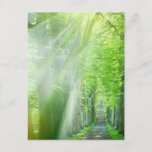 Zonnelichtschaduwen Briefkaart