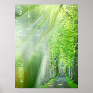 Zonnelichtschaduwen Poster