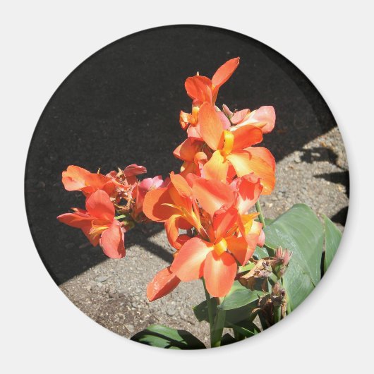 Zonneliefde... Magneet (Voorkant)