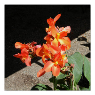 Zonneliefde... Perfect Poster