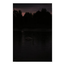 Zonnemeer Regen Zwans Natuur Landschap