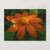 Zonneopje op Mexicaanse zonnebloempitten Briefkaart (Voorkant)