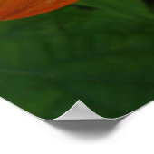 Zonneopje op Mexicaanse zonnebloempitten Poster (Hoek)