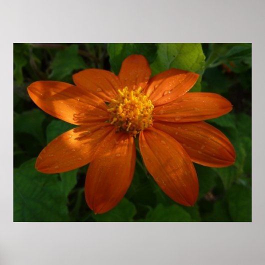 Zonneopje op Mexicaanse zonnebloempitten Poster (Voorkant)