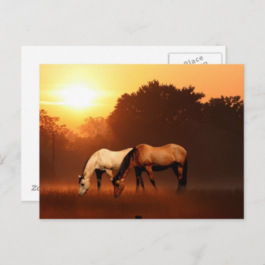 Zonnepaarden Briefkaart (Voorkant / Achterkant)