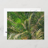 Zonnepalmhulzen Tropisch Briefkaart (Voorkant / Achterkant)