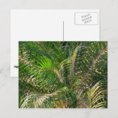Zonnepalmhulzen Tropisch Briefkaart (Voorkant / Achterkant)