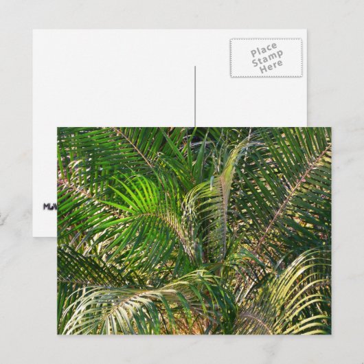 Zonnepalmhulzen Tropisch Briefkaart (Voorkant / Achterkant)