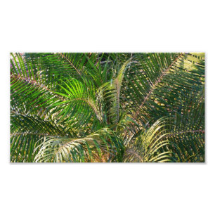 Zonnepalmhulzen Tropisch Foto Afdruk