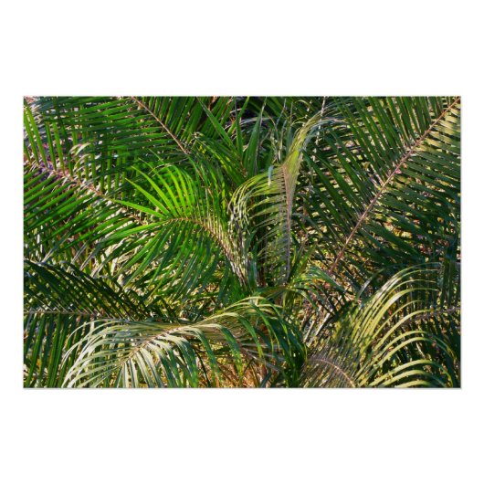 Zonnepalmhulzen Tropisch Perfect Poster (Voorkant)
