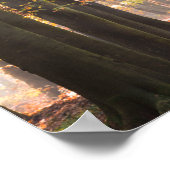Zonneschijn in een herfstbos poster (Hoek)