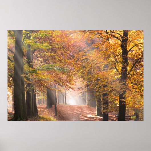 Zonneschijn in een herfstbos poster (Voorkant)