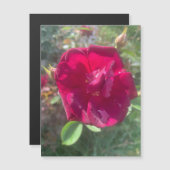 Zonneschijn na Roos (Voorkant / Achterkant)