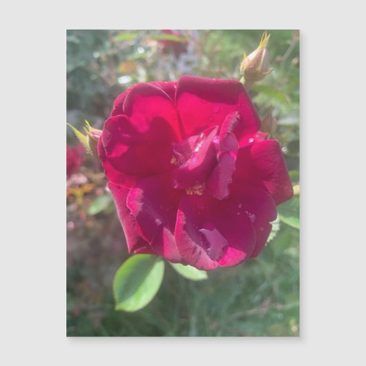 Zonneschijn na Roos (Voorkant)