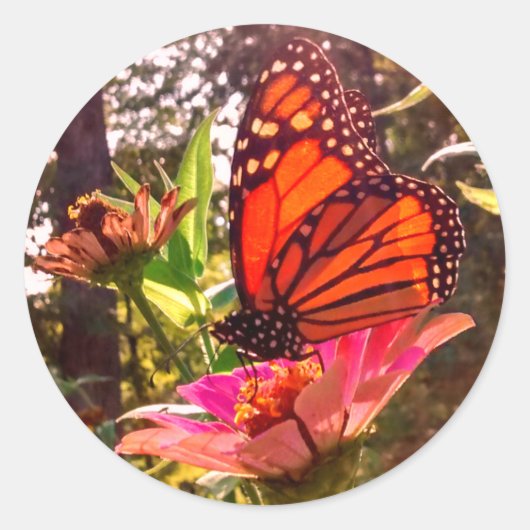 Zonneschilderingen van Monarch Ronde Sticker (Voorkant)