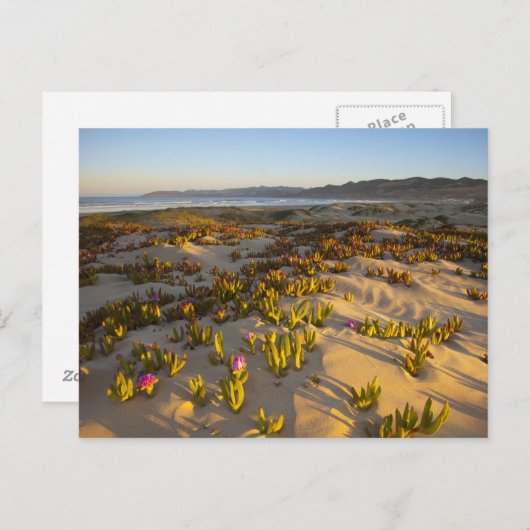 Zonnestijden lichten de zandduinen en vijgen van h briefkaart (Voorkant / Achterkant)