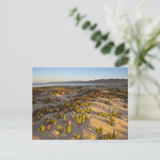 Zonnestijden lichten de zandduinen en vijgen van h briefkaart (Staand voorkant)