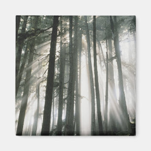Zonnestralen die door bomen schijnen, Mount Rainie Magneet