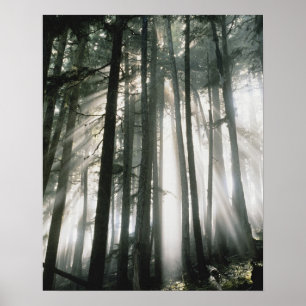Zonnestralen die door bomen schijnen, Mount Rainie Poster