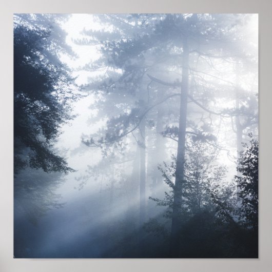 Zonnestralen die door het bos glanzend worden poster (Voorkant)