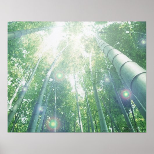 Zonnestralen door bamboe poster (Voorkant)