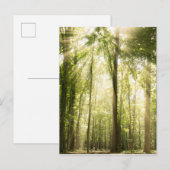zonnestralen door bomen briefkaart (Voorkant / Achterkant)