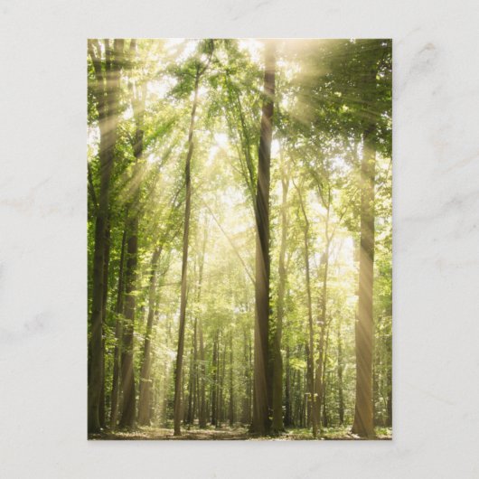 zonnestralen door bomen briefkaart (Voorkant)