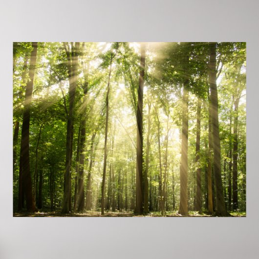 zonnestralen door bomen poster (Voorkant)