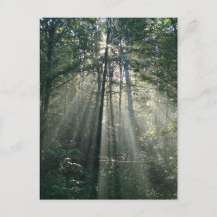 Zonnestralen door Trees Ontario Briefkaart
