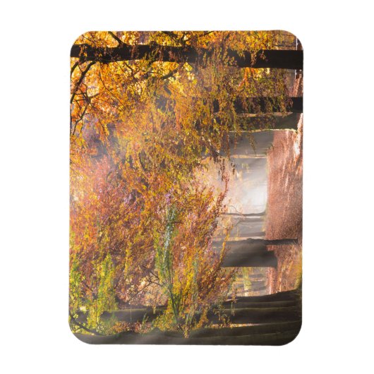 Zonnestralen in een herfst bos rechthoekige magnee magneet (Verticaal)