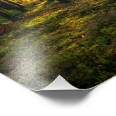 Zonnestralen in het dennenbos foto afdruk (Hoek)