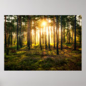 Zonnestralen in het dennenbos poster (Voorkant)