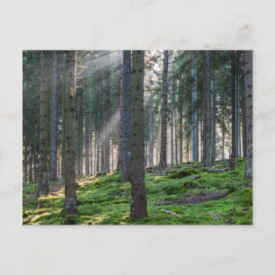 Zonnestralen in het Zwarte Woud Briefkaart