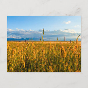 Zonnestralen over tarweveld met bergen briefkaart