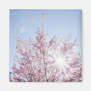zonnestralen passeren roze bloemen van een wow - b magneet