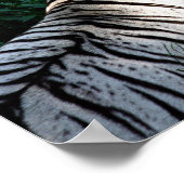 Zonnestratertijgerposter Poster (Hoek)