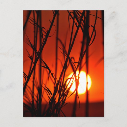 Zonnetijd achter de bamboe briefkaart (Voorkant)