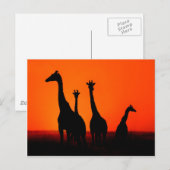 Zonnetijd in Afrika Briefkaart (Voorkant / Achterkant)