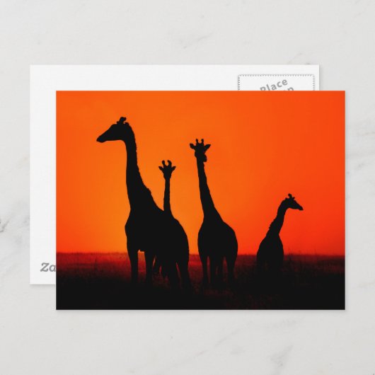 Zonnetijd in Afrika Briefkaart (Voorkant / Achterkant)