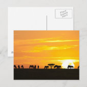 Zonnetijd in Serengeti Briefkaart (Voorkant / Achterkant)