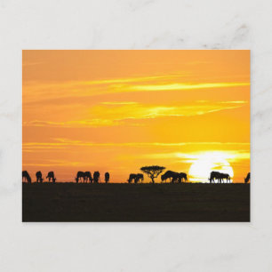 Zonnetijd in Serengeti Briefkaart