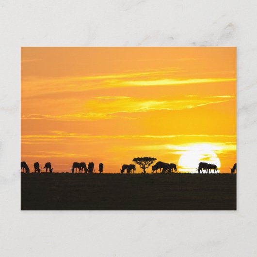 Zonnetijd in Serengeti Briefkaart (Voorkant)