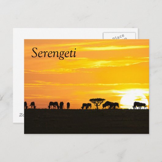 Zonnetijd in Serengeti Briefkaart (Voorkant / Achterkant)