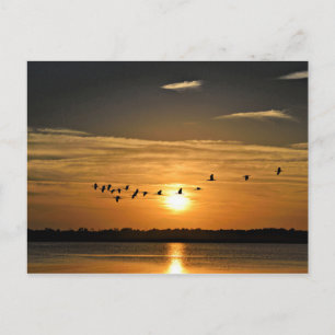 Zonnetijd met Herons die over de hemel vliegen Briefkaart