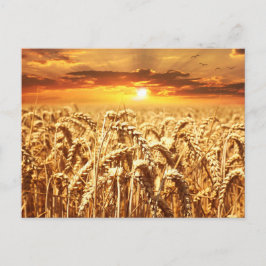 Zonneveld en warmteveld briefkaart