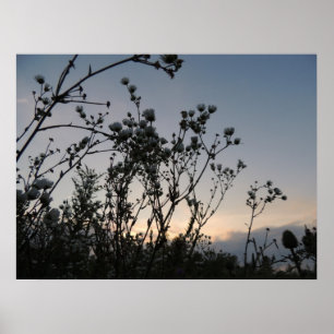 Zonneveld van wilde bloemen poster